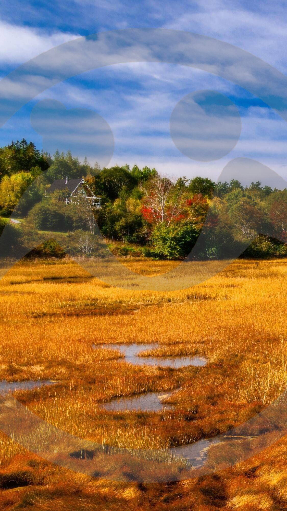 Светлана Шевякова